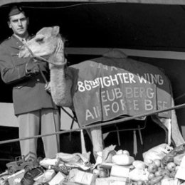 Soldier stands beside a camel wearing a banner in an aircraft cargo area filled with supplies.