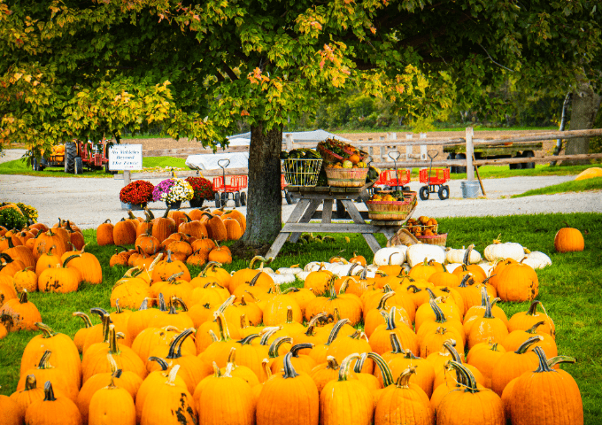 Rows of pumpkins laid on the grassy ground next to a farm stand.
