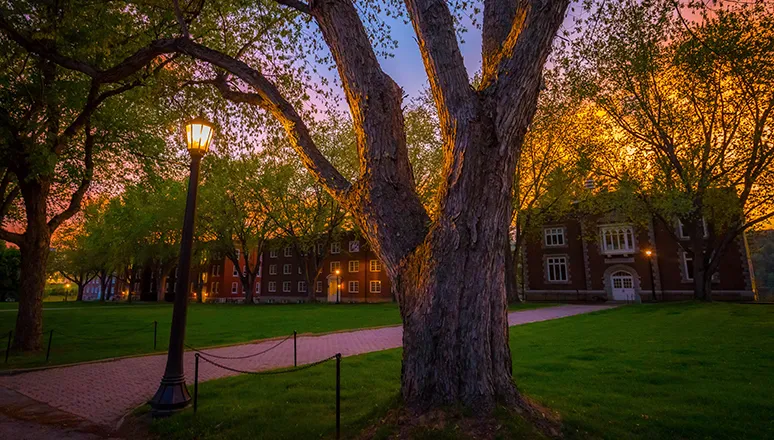 A large tree stands beside a brick walkway and glowing lamppost, with campus buildings under a colorful evening sky.